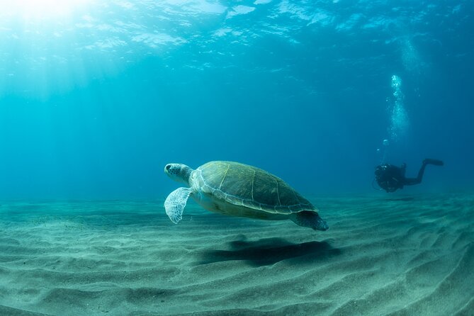 Discover beginner diving in Tenerife - Learning the basics before entering the water