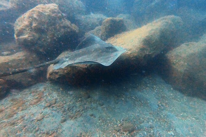 Discover beginner diving in Tenerife - Equipment, insurance, and the $90.02 price