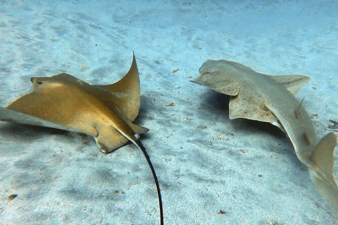 Discover beginner diving in Tenerife - Who will enjoy this Abades scuba experience