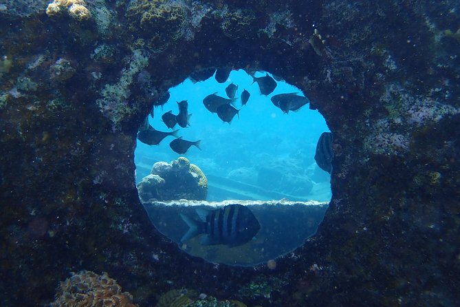 Discover Diving in Curacao - Key points to know before booking