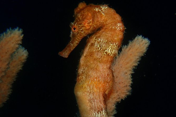 Discover Diving in Curacao - What equipment and support you receive