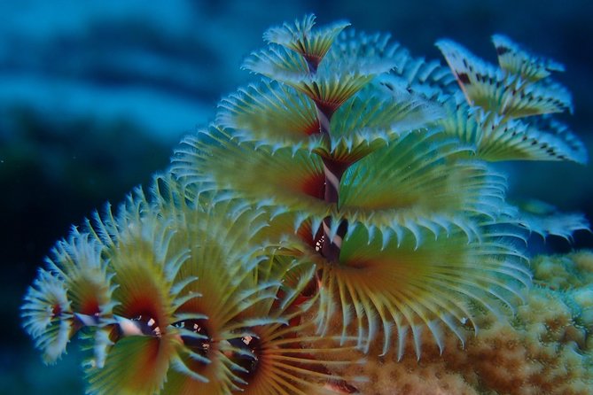 Discover Diving in Curacao - Meeting point, pickup, and cruise-day planning