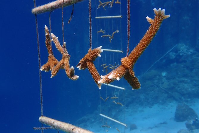 Discover Diving in Curacao - Is $125 a good value?