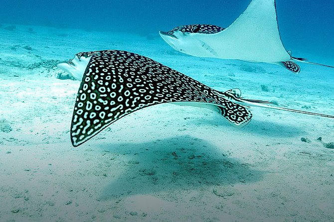 Discover Fajardo: 2-Tank Scuba Diving - Who will enjoy this most