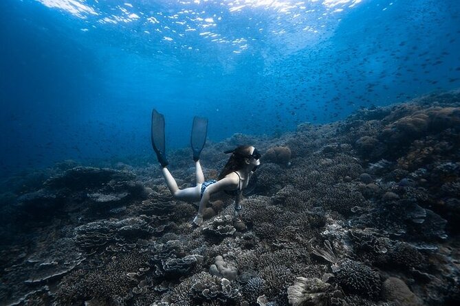 Discover Freediving One Amazing Day - What the $225 day is really offering