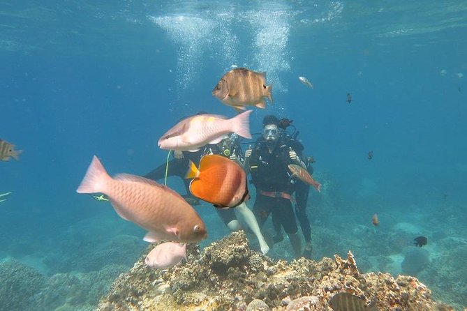 Discover Nha Trang Bay with Scuba Diving Tour - The 7:30 a.m. Start in Nha Trang