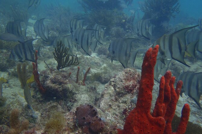 Discover Scuba - Meeting at Wet Set at 9:00 am