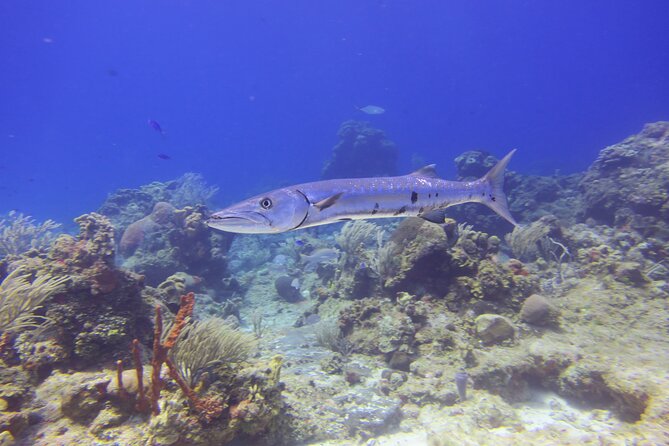 Discover Scuba - Choosing one session or two