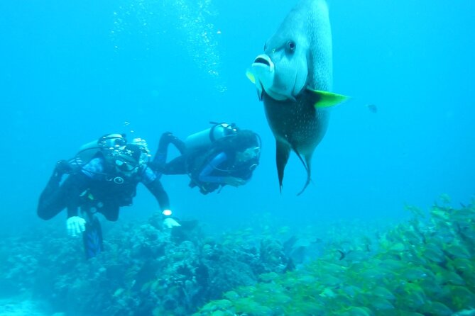 Discover Scuba - Gear, wetsuits, and reef care