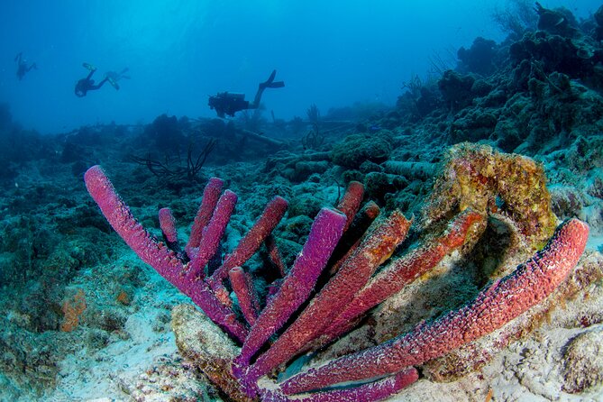 Discover Scuba Dive in Curacao - From practice bay to a nearby coral reef
