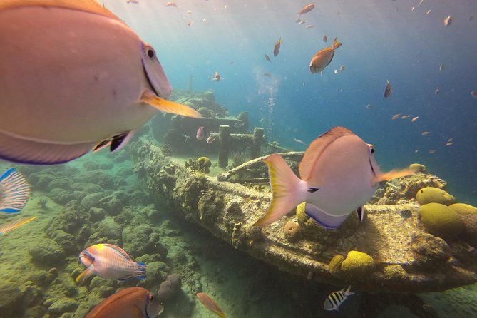 Discover Scuba Dive in Curacao - A useful option for cruise passengers