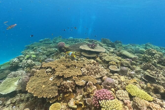 Discover SCUBA Diving 1 DIve 【Minna, Sesoko , Motobu Okinawa】 - The 30 to 40-minute underwater session