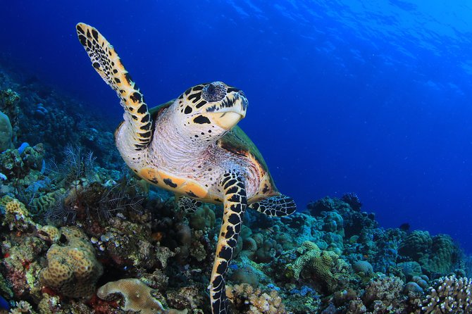 Discover Scuba Diving - What this Sharm el Sheikh experience is really for