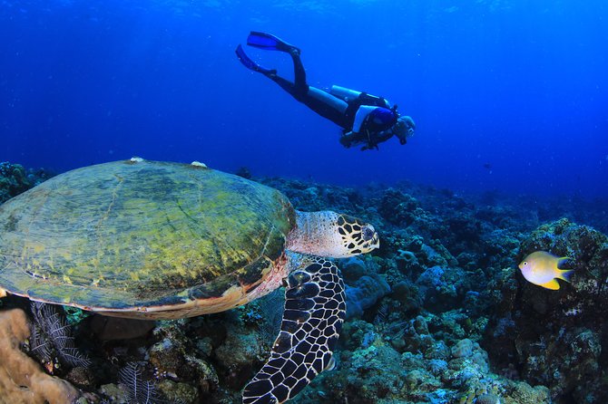 Discover Scuba Diving - Equipment, lunch, and drinks included