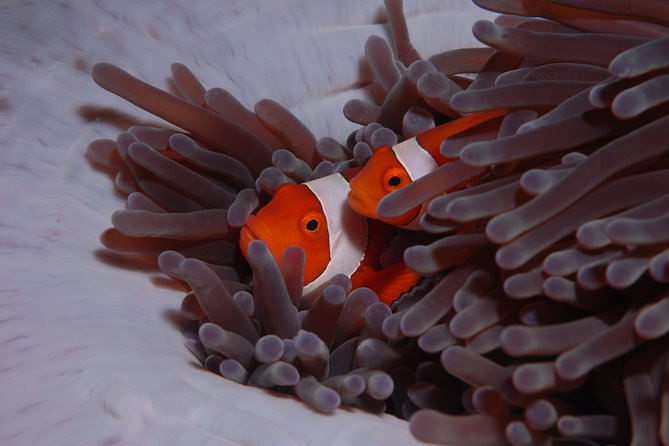 Discover Scuba Diving - Equipment, photos, and the real price