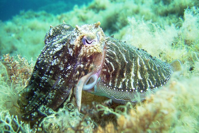 Discover Scuba Diving Adventure in Mykonos - Entering the water from the home reef