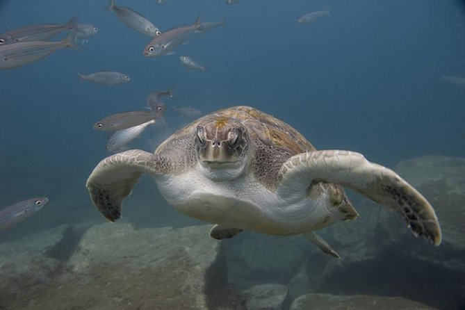 Discover Scuba Diving Adventure in Tenerife - Why this Tenerife scuba session works for beginners