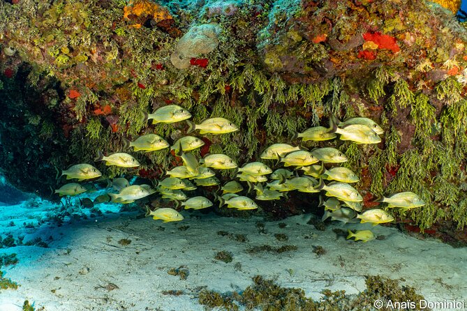 Discover Scuba Diving at Cozumel Marine Park - The schedule needs a careful confirmation
