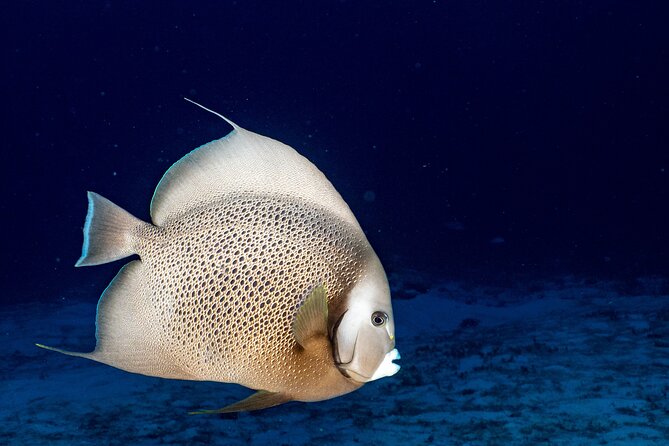 Discover Scuba Diving at Cozumel Marine Park - Who should choose this experience