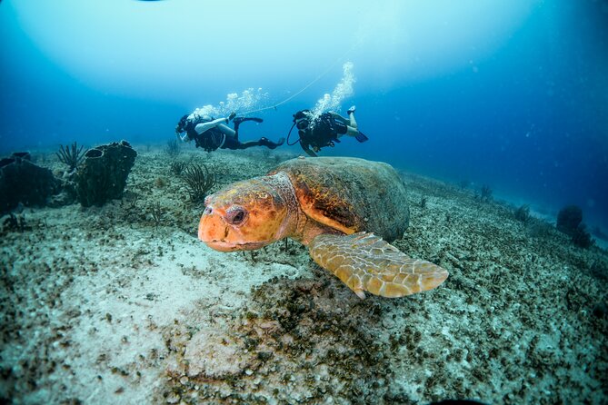 Discover Scuba Diving & Beach Club with Transportation In Riviera Maya - What to expect from the reef