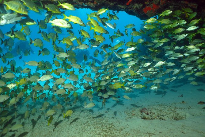 Discover Scuba Diving Course in Playa del Carmen with Two Coral Reef Dives - Marine life and what you may actually see