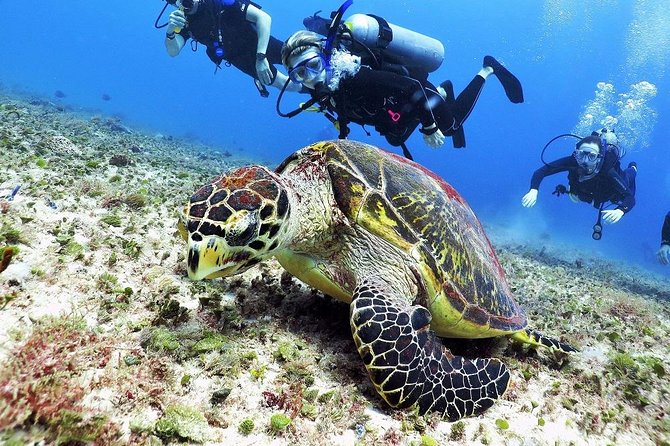Discover Scuba Diving Course in Playa del Carmen with Two Coral Reef Dives - Who should book this experience