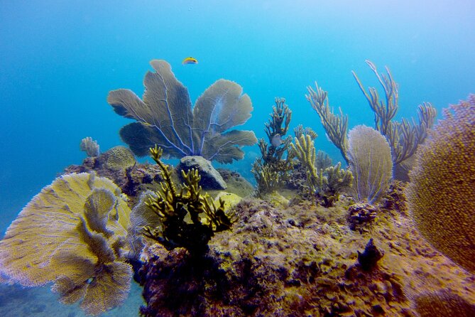 Discover Scuba Diving - DSD - What This Punta Cana Scuba Session Actually Includes