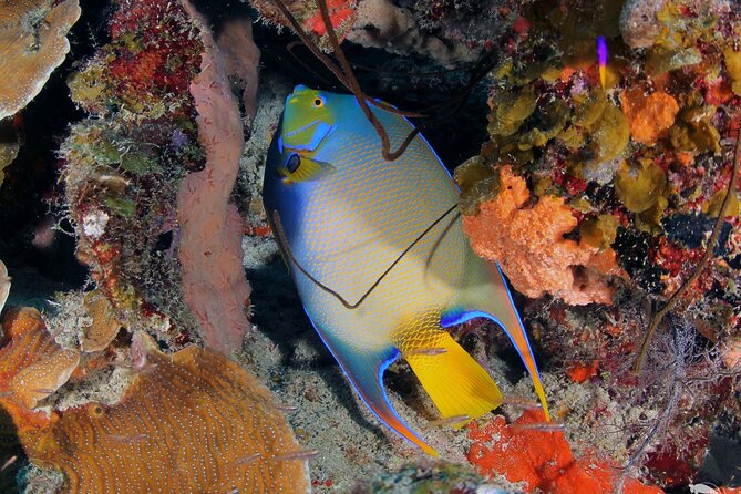 Discover Scuba Diving Experience - Practical planning for your day in Curacao
