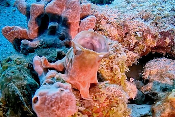 Discover Scuba Diving Experience - Marine Life and Realistic Expectations