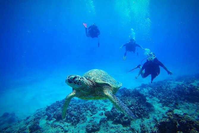 DISCOVER Scuba Diving Experience in Honolulu - Four things to know before booking
