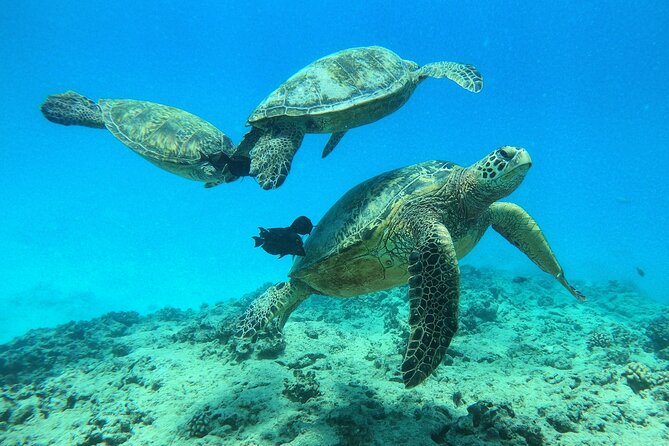 DISCOVER Scuba Diving Experience in Honolulu - What happens during the first water session