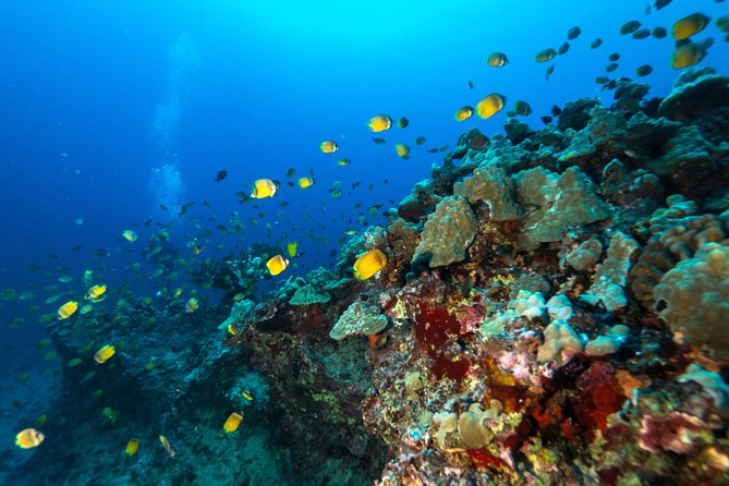 DISCOVER Scuba Diving Experience in Honolulu - Turtle Canyon and the first look at reef life