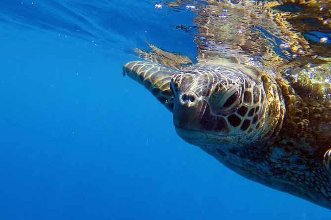 DISCOVER Scuba Diving Experience in Honolulu - Meeting at Kewalo Basin Harbor