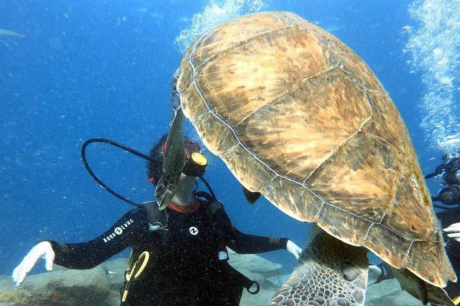 Discover Scuba Diving Experience in Turtle Habitat - The turtle habitat and what you may see