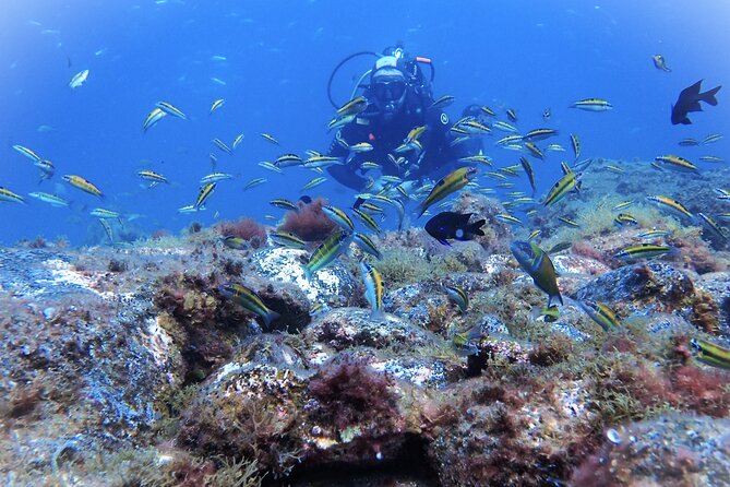 Discover Scuba Diving . First Experience underwater - Why Playa de las Vistas works for a first session