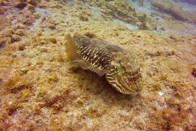 DISCOVER SCUBA DIVING - First step to your certification - Taking the boat to Tenerife’s underwater world