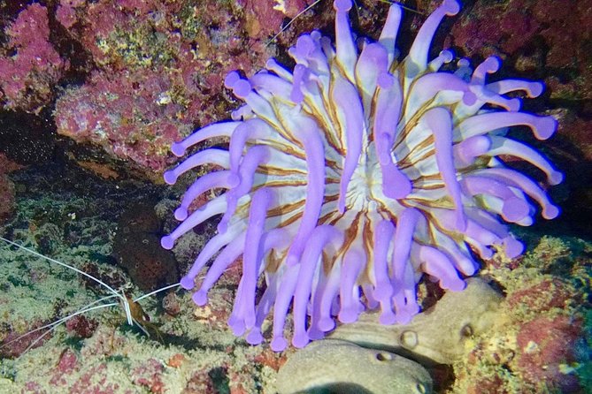 DISCOVER SCUBA DIVING - First step to your certification - Returning to the center in Las Galletas