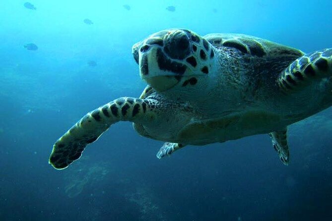Discover Scuba Diving from a Fishing Village - Entering Qantab’s home reef
