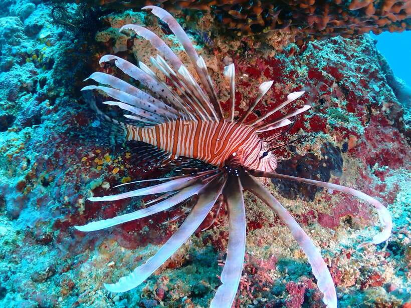 Discover Scuba Diving in Boracay - What the two-hour Boracay session is really like