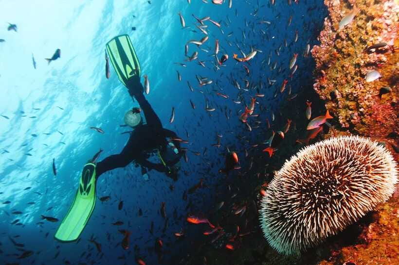 Discover Scuba Diving in Boracay - The open-water session and marine life