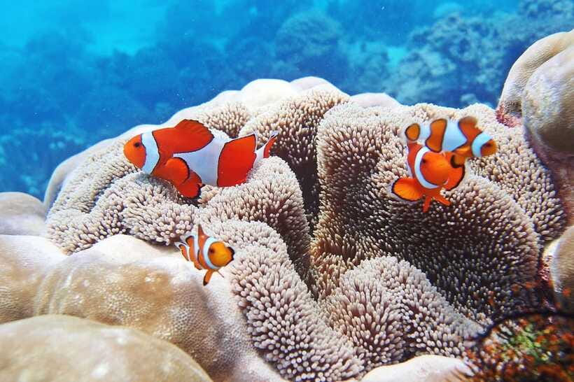 Discover Scuba Diving in Boracay - Safety, supervision, and one important warning