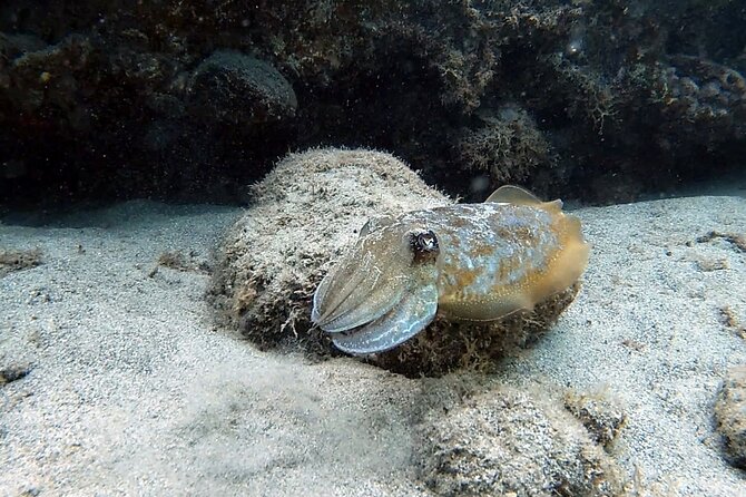 Discover Scuba Diving in Costa Calma - Timing, pickup, and the Costa Calma meeting point