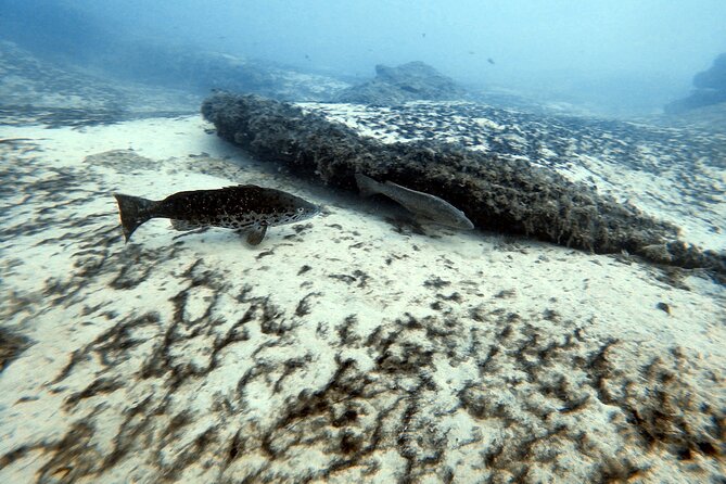Discover Scuba Diving in Costa Calma - Is $102.80 good value?