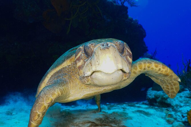 Discover Scuba Diving in Cozumel - Your first look at Cozumel below the surface