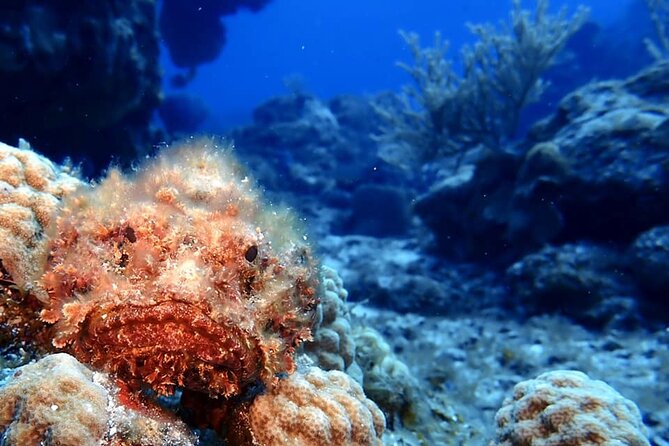 Discover Scuba Diving in Cozumel - What the small group changes