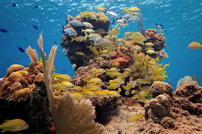 Discover Scuba Diving in Cozumel Paradise Reef - Calm-water practice at the shallow beach
