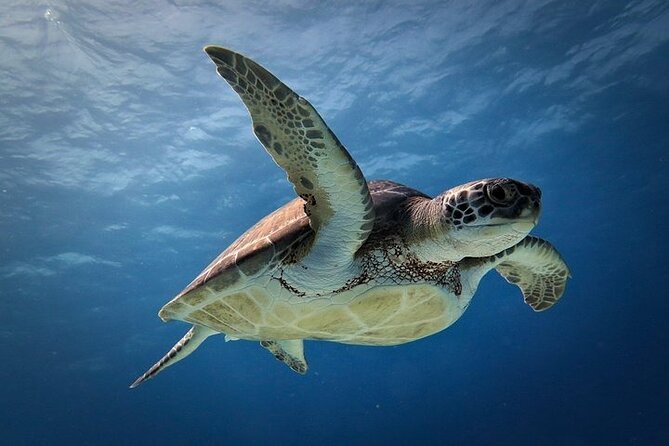 Discover Scuba Diving in Cozumel Paradise Reef - Boat, crew, and the human side of the experience