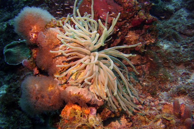 Discover Scuba Diving in Curacao - From Caracasbaaiweg to your first underwater lesson