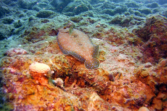 Discover Scuba Diving in Curacao - Pool practice at Livingstone Jan Thiel