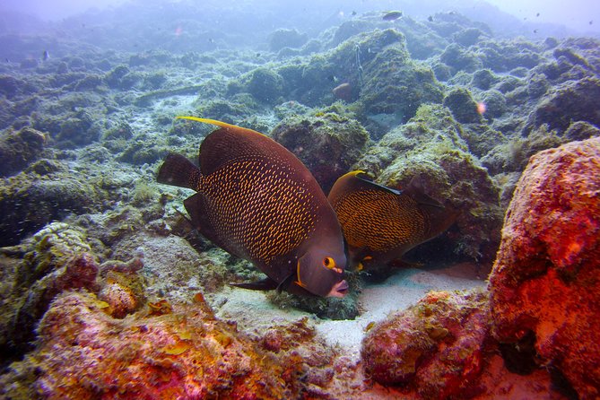Discover Scuba Diving in Curacao - Meeting Caribbean marine life at the Tugboat